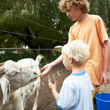 Kids feeding goat credit www.margaretriver.com